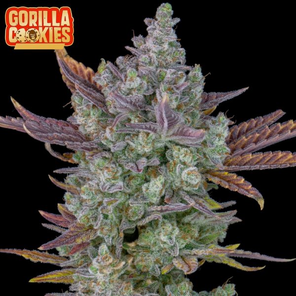 Gorilla Cookies Auto