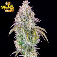 Mimosa Cake Auto