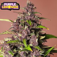 Purple Lemonade Auto