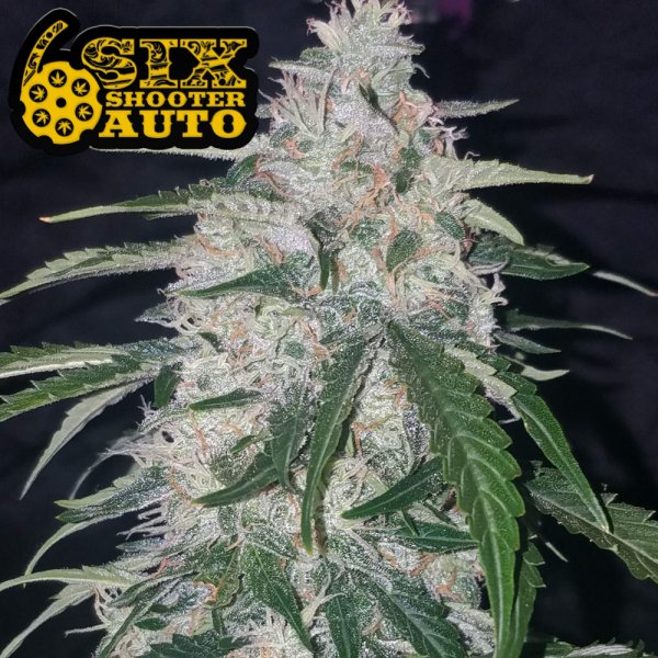 Six Shooter Auto