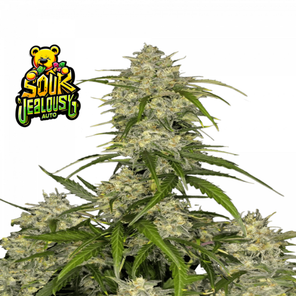 Sour Jealousy Auto