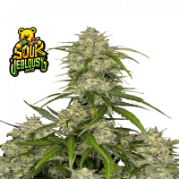 Sour Jealousy Auto