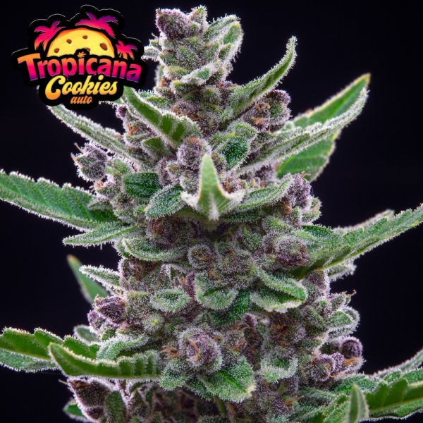 Tropicana Cookies Auto