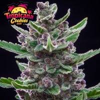 Tropicana Cookies Auto