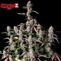 Gorilla Skittlez